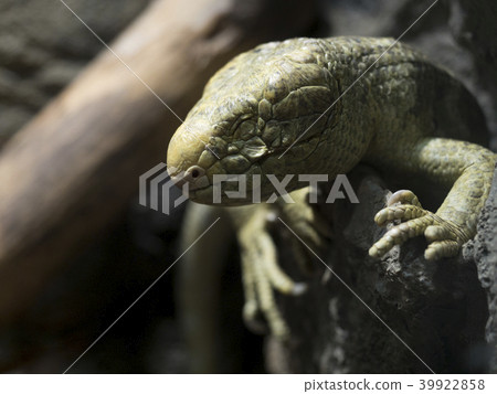 A lizard closing her eyes in a dimly lit place A lizard closing her eyes in a dimly lit place 39922858
