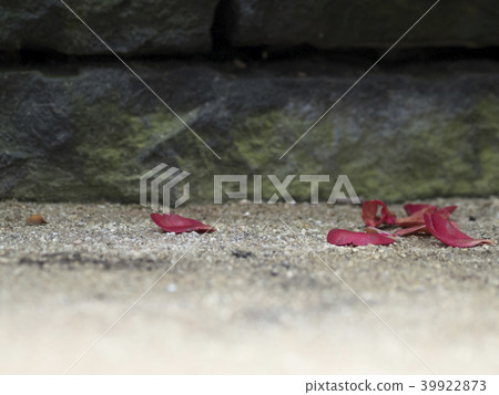 Falled petals (to the right) Falled petals (to the right) 39922873