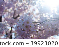 Cherry blossom 39923020