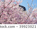 Cherry blossom 39923021