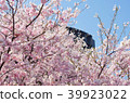 Cherry blossom 39923022