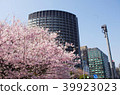 Cherry blossom 39923023