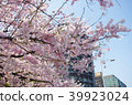 Cherry blossom 39923024