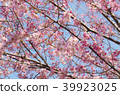 Cherry blossom 39923025