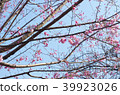 Cherry blossom 39923026