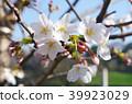 Cherry blossom 39923029