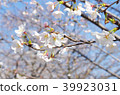 Cherry blossom 39923031