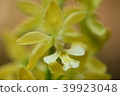 Ebune 39923048