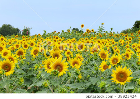 Sunflower (depth composition) 39923424