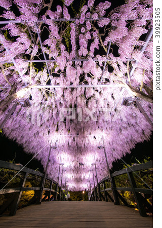 Ashikaga Flower Park Izuto wisteria Bridge 39923505