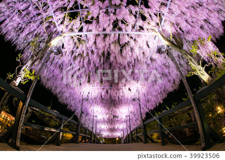 Ashikaga Flower Park Izuto wisteria Bridge 39923506