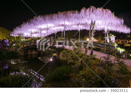Ashikaga Flower Park Izuto wisteria Bridge 39923511