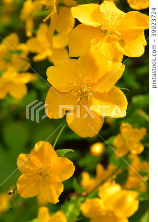 Yamaboki flowers 39923724