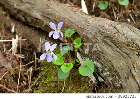 Violet flower 39923725