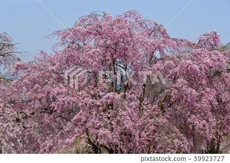 Cherry blossoms of Chichibu Seiunji Temple 39923727