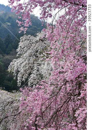 Cherry blossoms of Chichibu Seiunji Temple 39923733