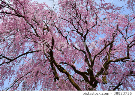 秩父Seiunji寺的櫻花 39923736