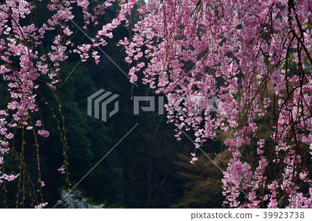 Cherry blossoms of Chichibu Seiunji Temple 39923738