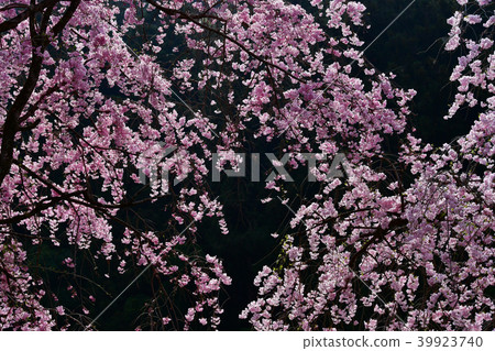 Cherry blossoms of Chichibu Seiunji Temple 39923740