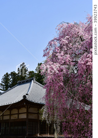 秩父Seiunji寺的櫻花 秩父Seiunji寺的櫻花 39923743