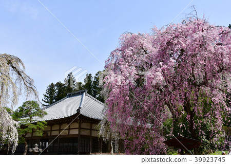 秩父Seiunji寺的櫻花 39923745