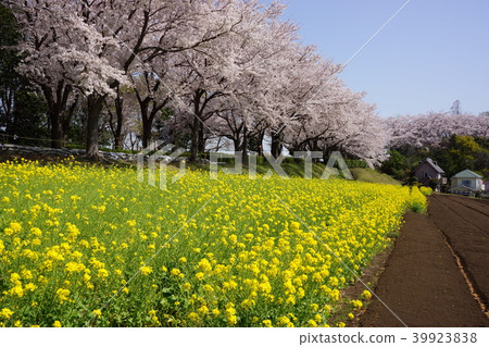 Cherry blossoms and rape blossoms of March ridge green path Cherry blossoms and rape blossoms of March ridge green path 39923838