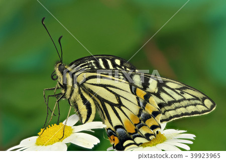 燕尾蝶（深度組成） 39923965