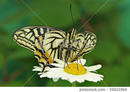 燕尾蝶（深度組成） 39923966