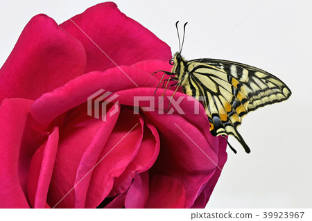 【燕尾蝶】（深度合成） 39923967