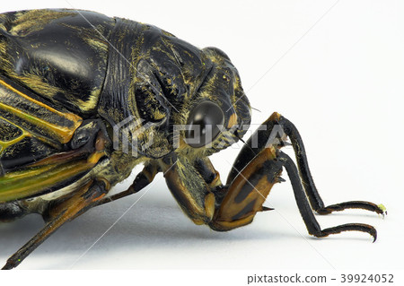 Kuma研討會(深度構成) Kuma研討會(深度構成) 39924052