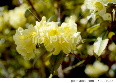黃色杜鵑花 39924082