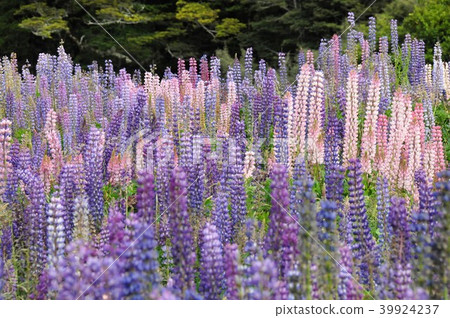 Lupine in the Eglington Valley Lupine in the Eglington Valley 39924237