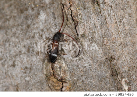 Creatures Insect Hisami, It looks like wearing a stylish coat on a red shirt, but ... 39924486