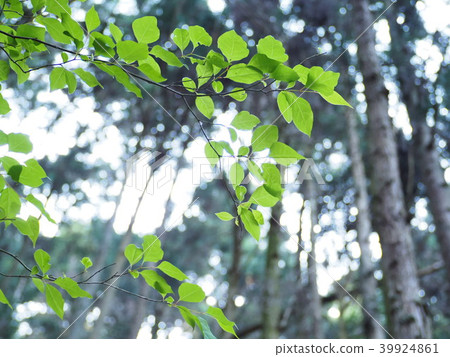 Beautiful fresh green and trees 39924861