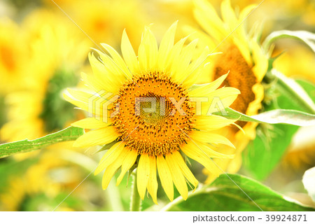 sunflower sunflower 39924871
