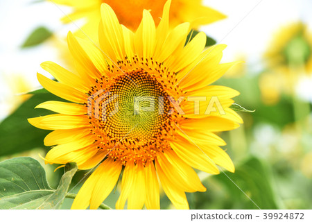 sunflower sunflower 39924872