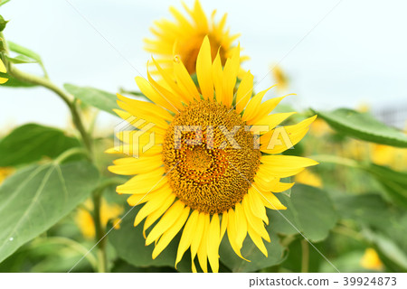 sunflower	 39924873