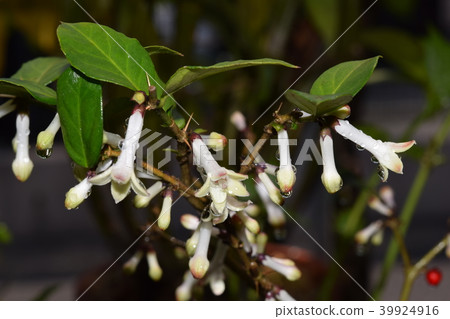 Arid ossus flower Arid ossus flower 39924916