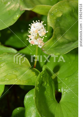 Mischief Mischief 39924918