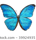 Blue beautiful morpho butterfly 39924935