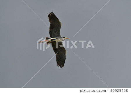 Sagi, flight Sagi, flight 39925468