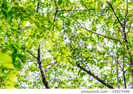 New green image 39925496