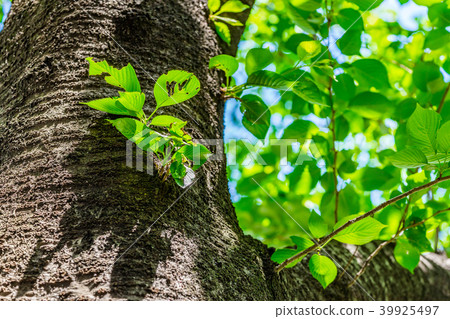 New green image 39925497