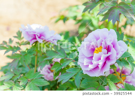 Peony, peony, button 39925544