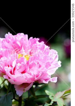 Peony, peony, button, black background, black background Peony, peony, button, black background, black background 39925546