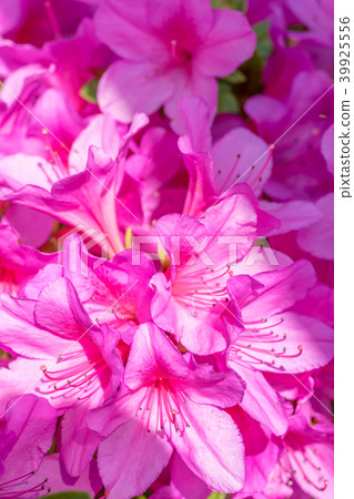 [Tokyo] Azaleas in full bloom 39925556