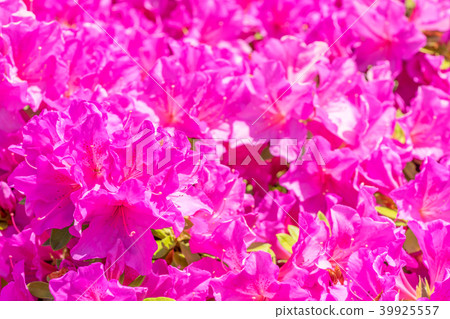 [Tokyo] Azaleas in full bloom 39925557