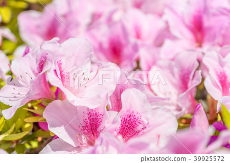 [Tokyo] Azaleas in full bloom 39925572