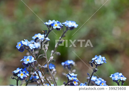 Was lengusa (forget grass) 39925608