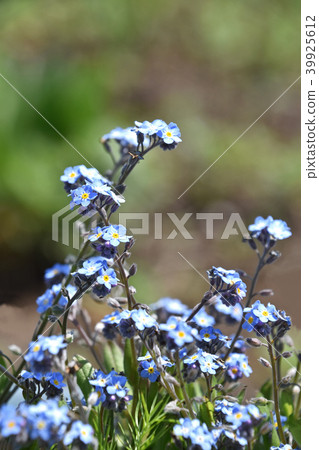 是lengusa（忘了草） 39925612